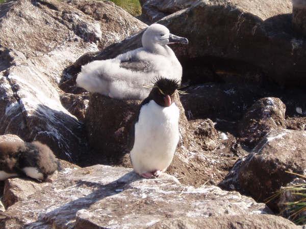 rock hopper penguins
