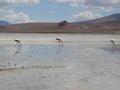 Flamingos eating