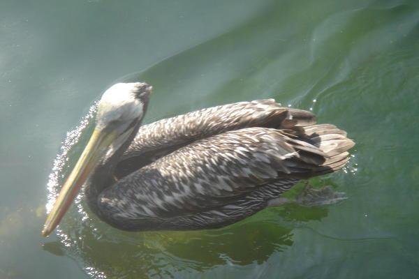 A Pelican 