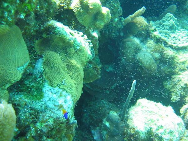 More diving pictures