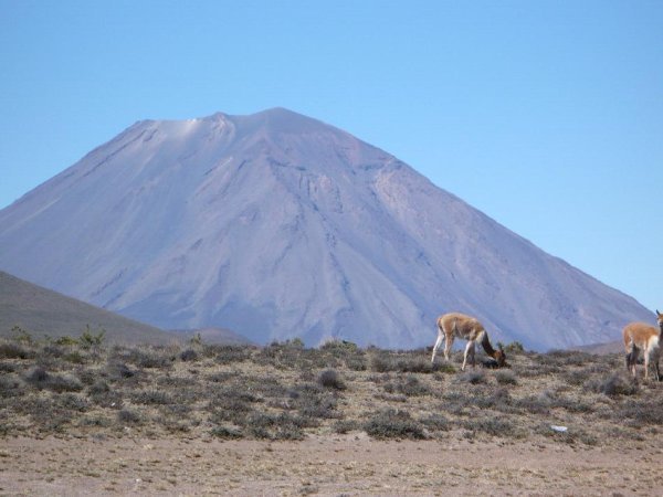 Vicunas and Misti volcano