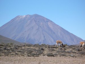Vicunas and Misti volcano