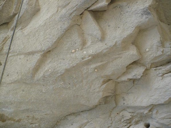 siltstone fossils