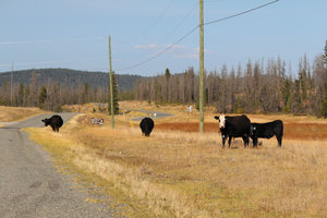 South end of northbound cattle