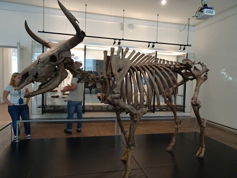 The aurochs from Vig