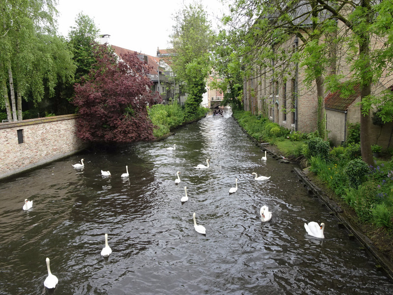 Canals with swans