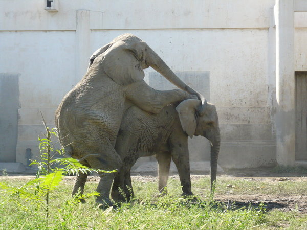 Elephants humping!!!