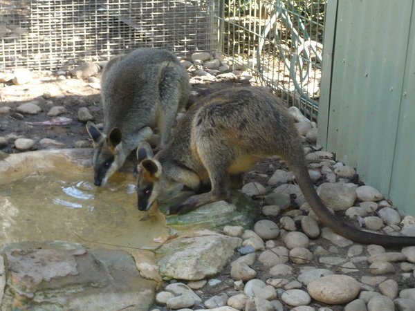 Kangaroos havin a cold one