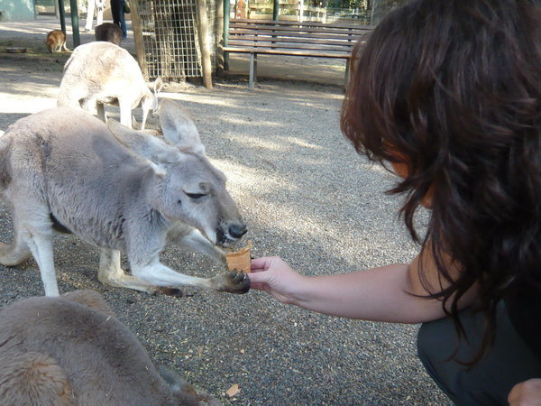 Yoli feeding a kangaroo