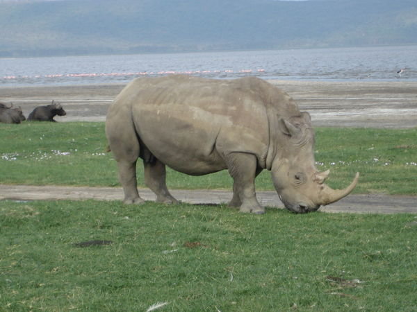 A white rhino at Lake Nukuru