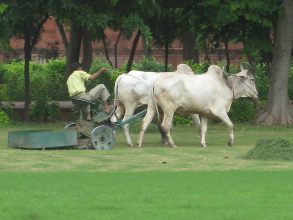 Indian lawn online mower