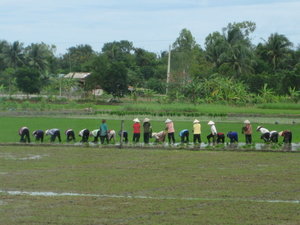 Vietnamese women harvesting rice