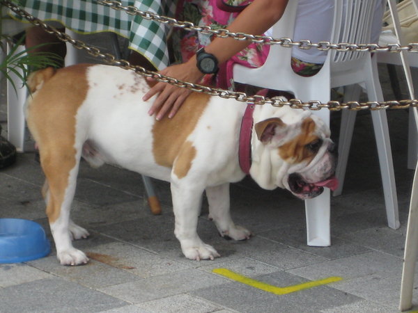 cute Hong Kong bulldog