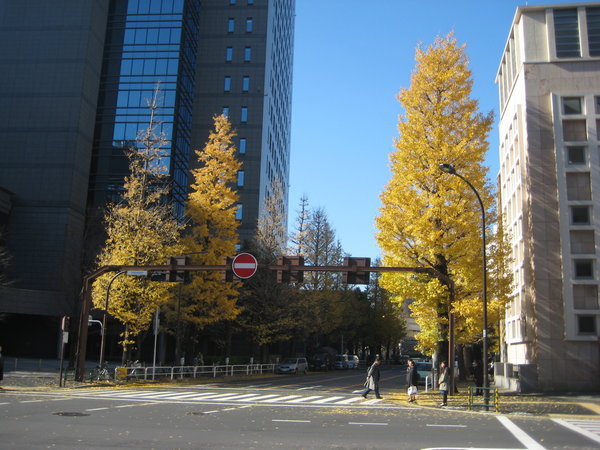 Tokyo in December