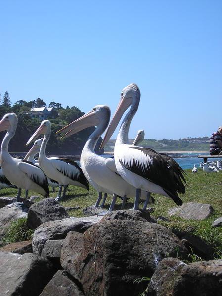 The pelicans @ Kiama