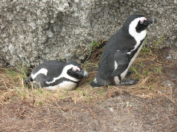 More Penguins