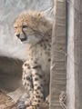 Baby Cheetah!