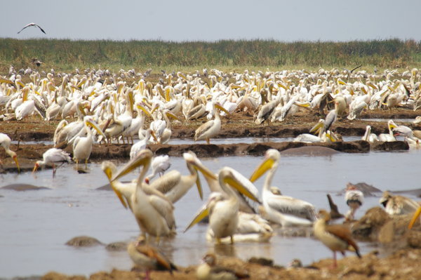 Pelicans at hippo pool