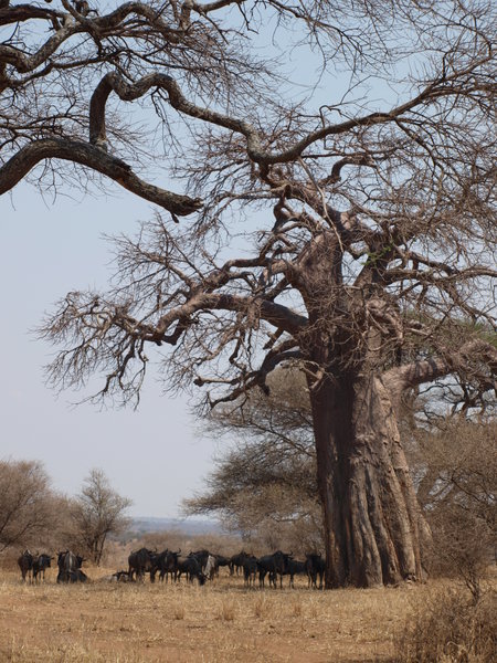 Wildebeest under Boaboa tree