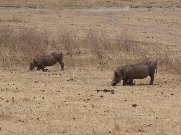 Warthogs or "Mr Pig"