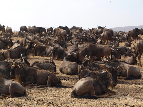 Wildebeest migrated back into Tanzania