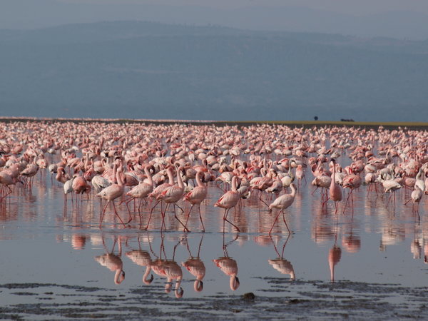 Flamingos on Lake Nakaru