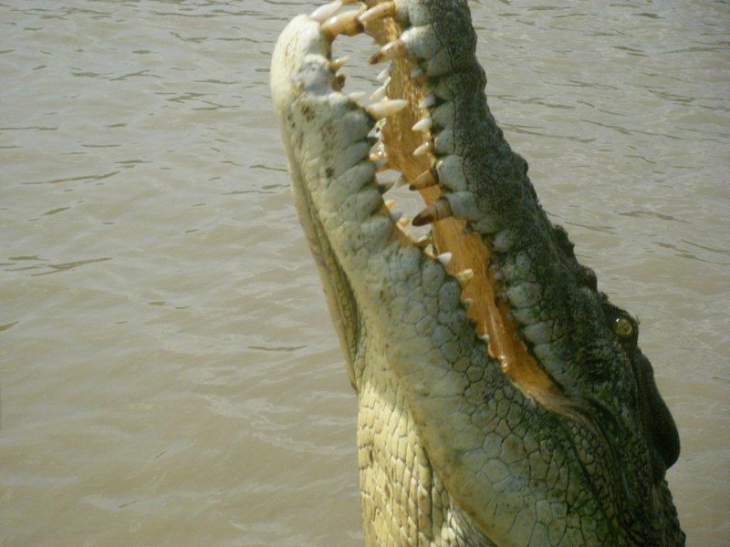 Croc up close
