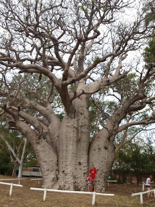 The boab tree