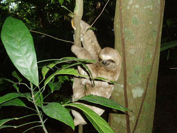 A Three Toed Sloth 