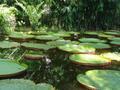 Amazon Water Lillies 