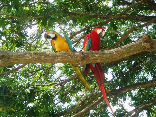 Our resident macaws 