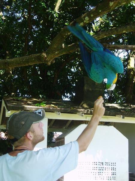 Breakfast for one of the macaws