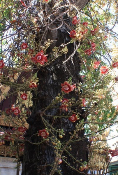 Amazing Flower-Tree