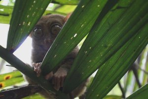Cute little tarsier
