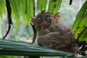 Cute little tarsier