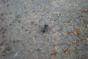 Big ant & small ants
