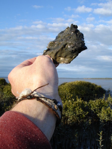When not working, sometimes we dug for oysters within the mangroves.