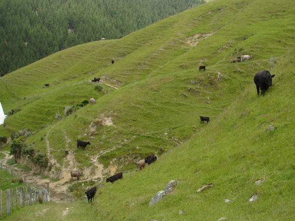 Cows and landscape. 