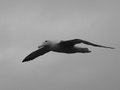 The endangered Royal Albatross