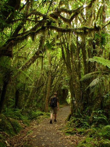 Rainforest Stroll