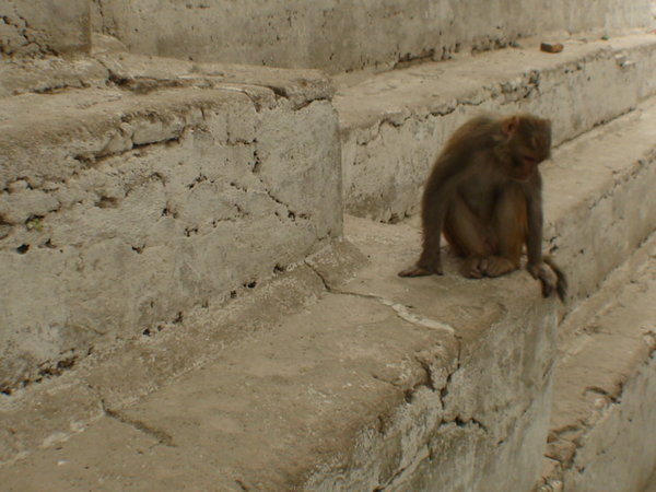Monkey on a Wall.