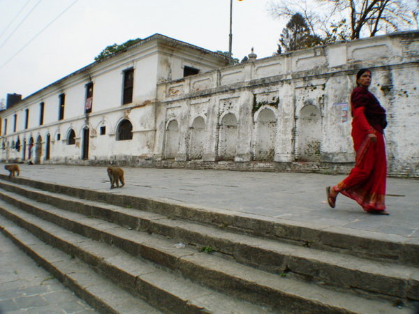 Lady in Red and Monkeys.