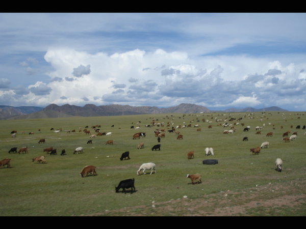 Nothing Says Mongolia Like Mutton.