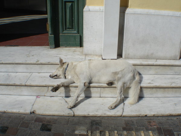 Canine On Marble.