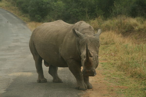 Angry Rhino!