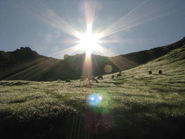 Sun Sheep
