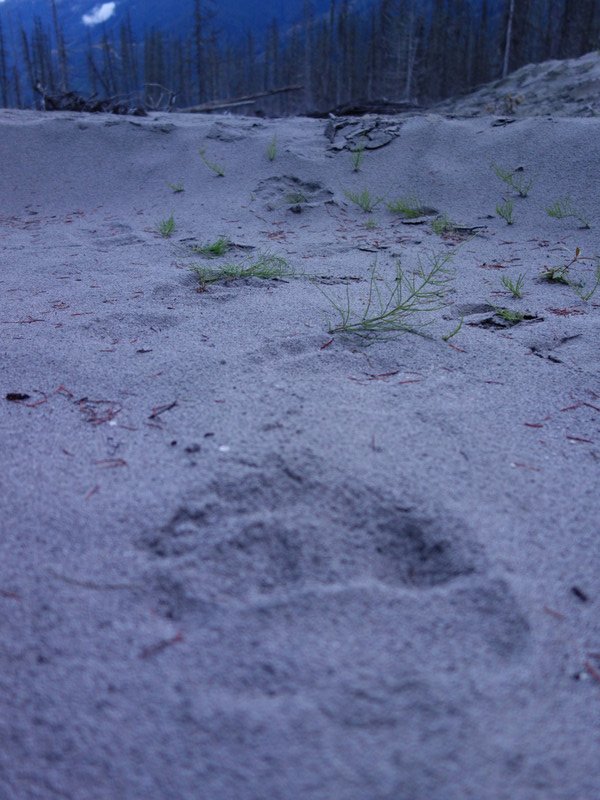 Grizzly in the sand
