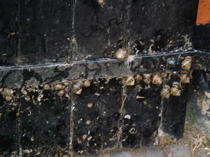 Sweet snails I found on the barn door!