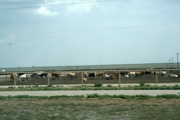 we've got cows!