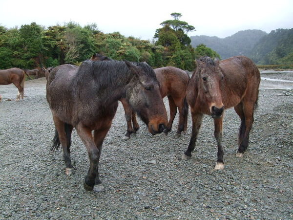 Horses loitering on the banks of the Punakaiki River